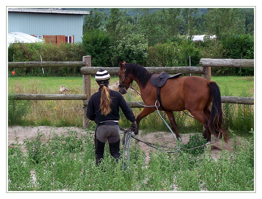 travail à la longe