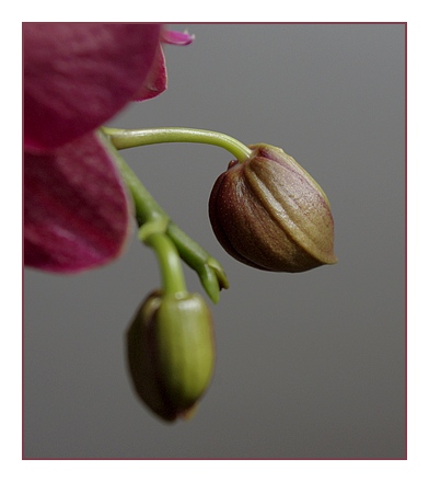 boutonrosephalaonopsis
