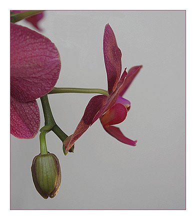 boutonrosephalaonopsis3