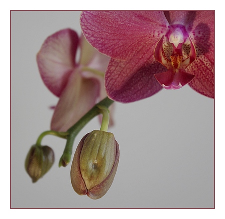 demifleurboutonorchidée