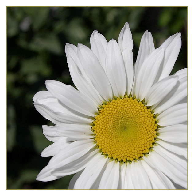 margueritedonnemoitoncoeur