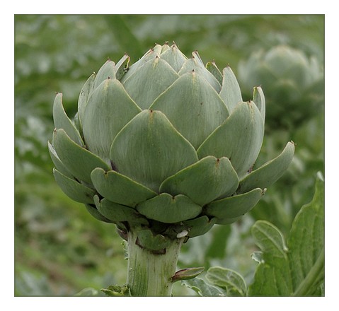 artichautsbretagnekernic3 artichautsbretagnekernic3