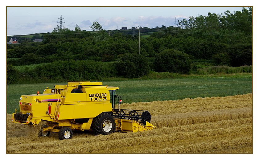 moisson blé4 moisson blé4