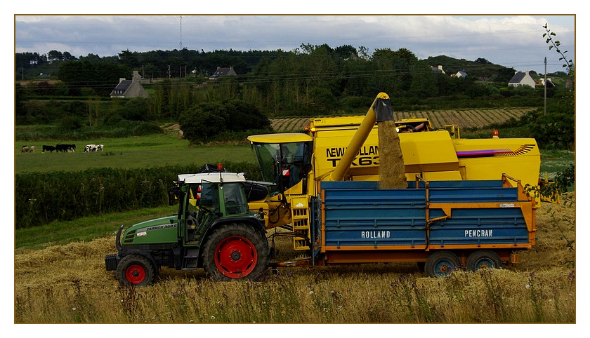 moisson blé5 moisson blé5