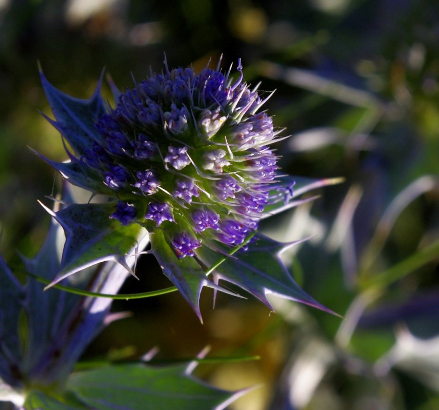 chardonbleudesdunes1