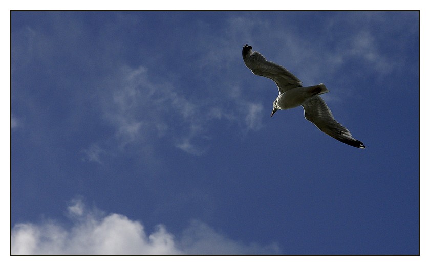 départ mouette pors gwen