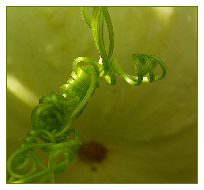 arabesquecucurbitacé2