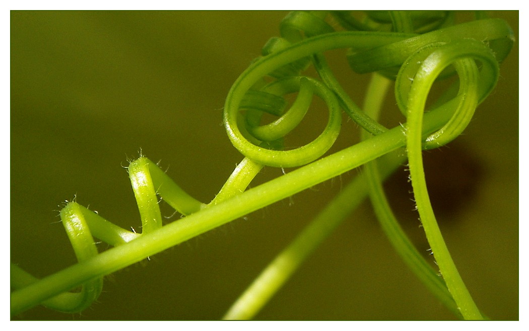 arabesquecucurbitacéefondécran