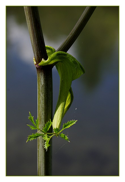 arabesques inconnues