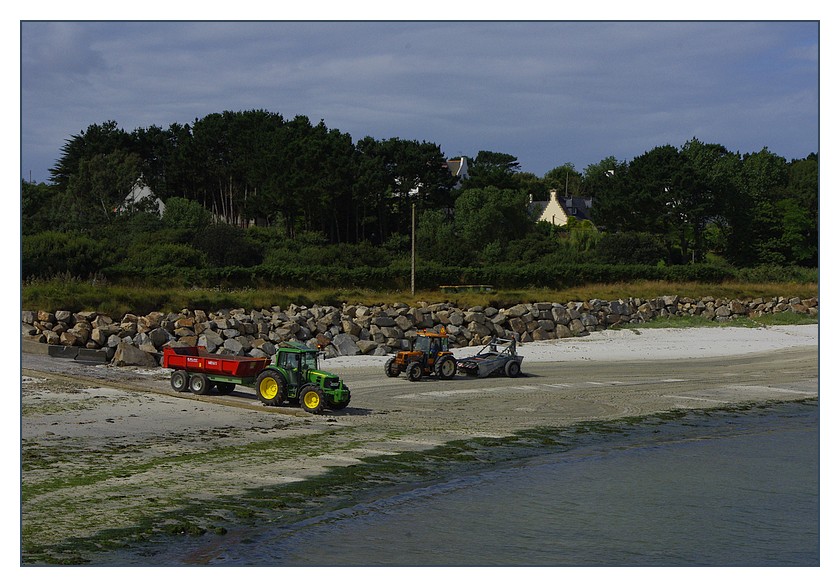 ramassagealguesvertes1