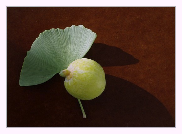 ginkgo biloba et son ovule