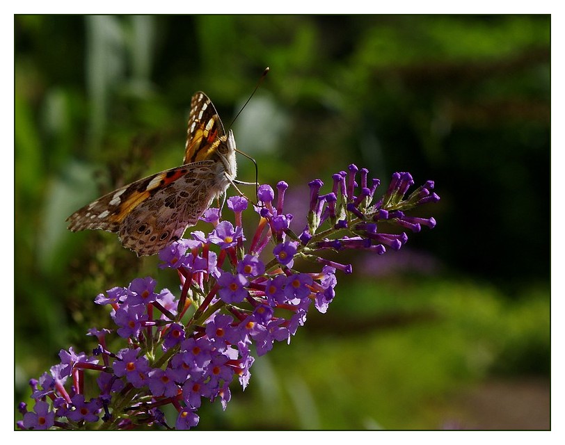 le repos du papillon le repos du papillon