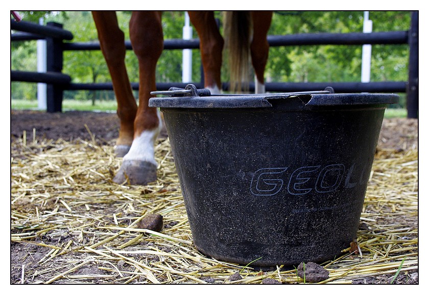 seau d'eau joncs marins