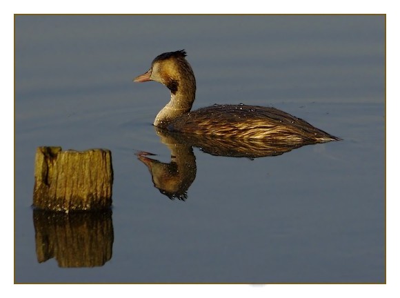 grèbe huppé un p'tit tour et puis s'en va