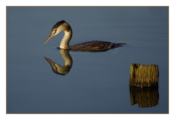 grèbe huppé soleil levant