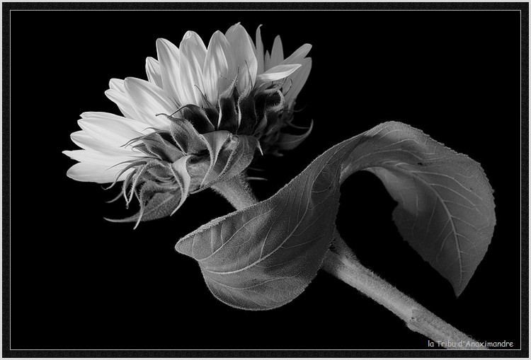 tournesol noir et blanc, essais avec fonction monochrome apn tournesolsessaisphotofiltre