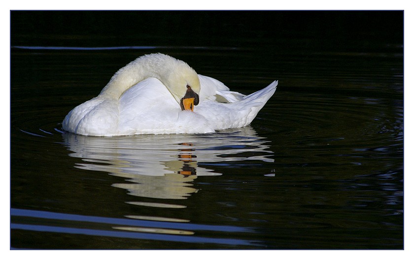 cygne au lac de brrétigny