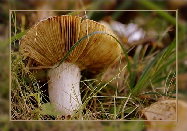 champignon marais 01 cadre