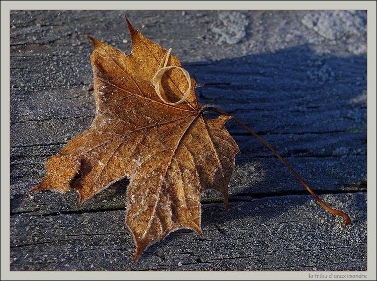 feuille givrée cadre