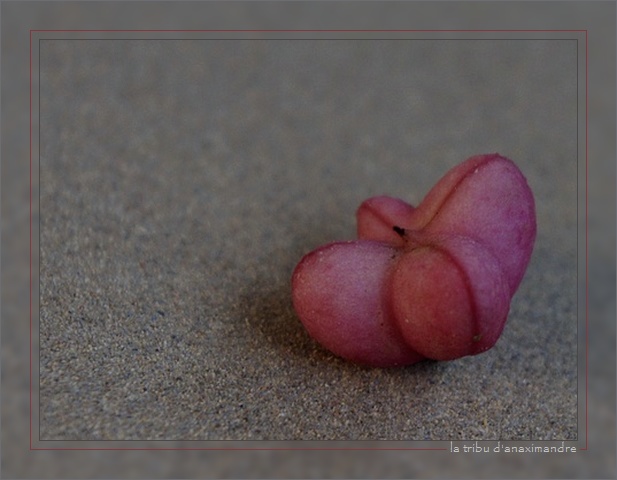 chapeau d'évêque 03cadre