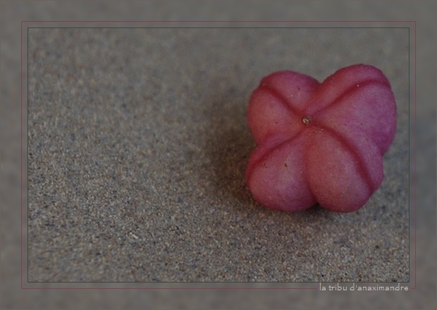 chapeau d'évêque 04cadre