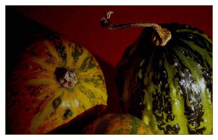 mini-coloquinte Arnaud