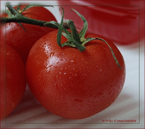 tomates et huile