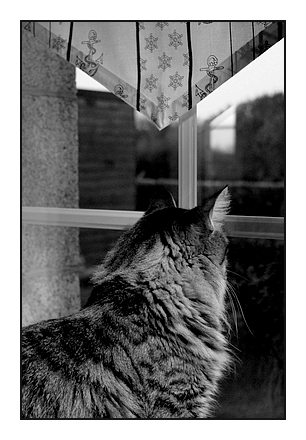 anax qui contemple le jardin de roudouz