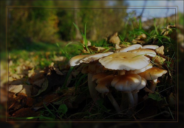 champignons marais de vaujouan