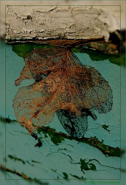 feuille sur vieille coque guirnivit