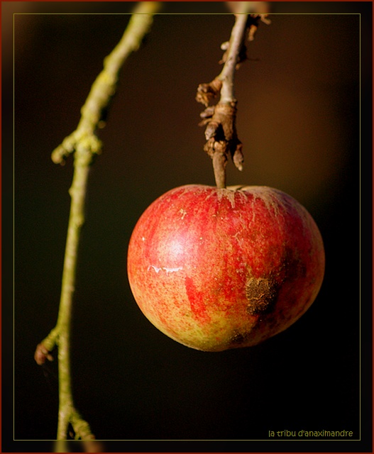pomme rouge seul et branche pomme rouge seul et branche