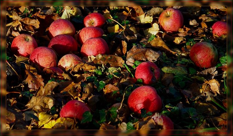 pommes au sol pommes au sol