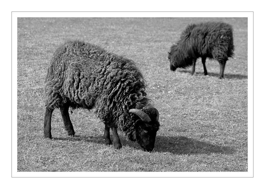 moutons à Guissény 01