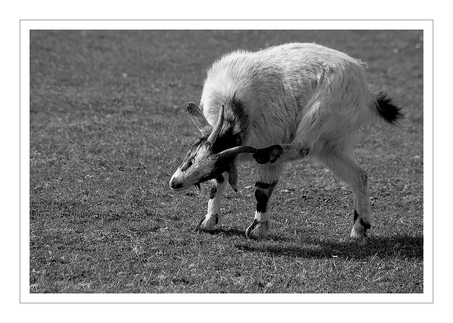 chèvre à Guissény
