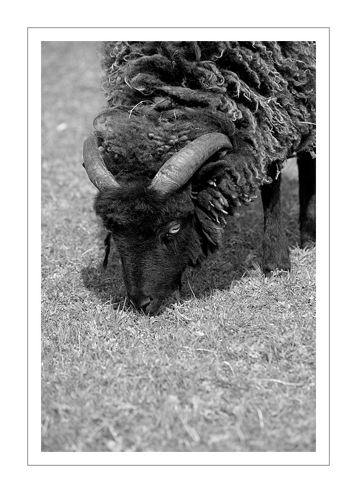 moutons à Guissény 02