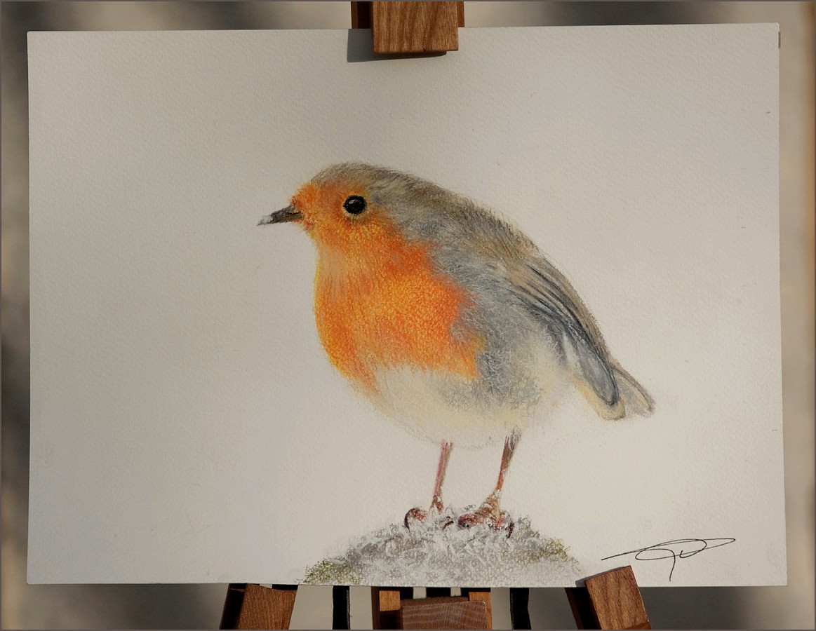 dessin de rouge-gorge