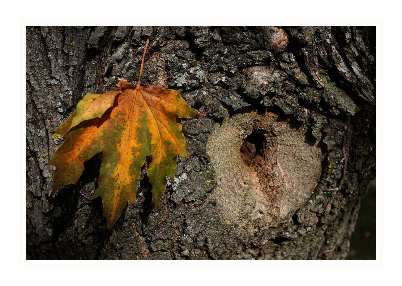 feuille sur tronc arbre jardin