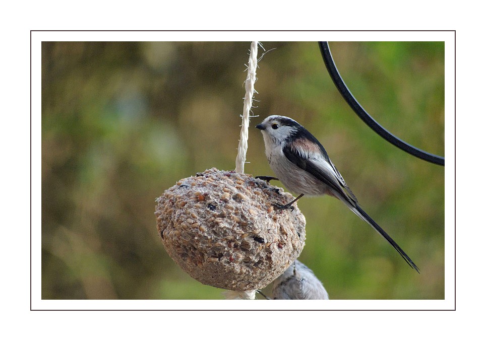 mésange à longue queue sur boule de graisse