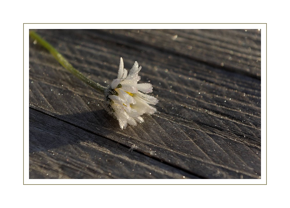 paquerette gelée sur touret