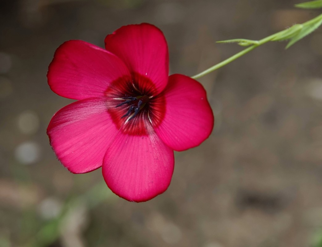 fleur mélange "prairie fleurie"