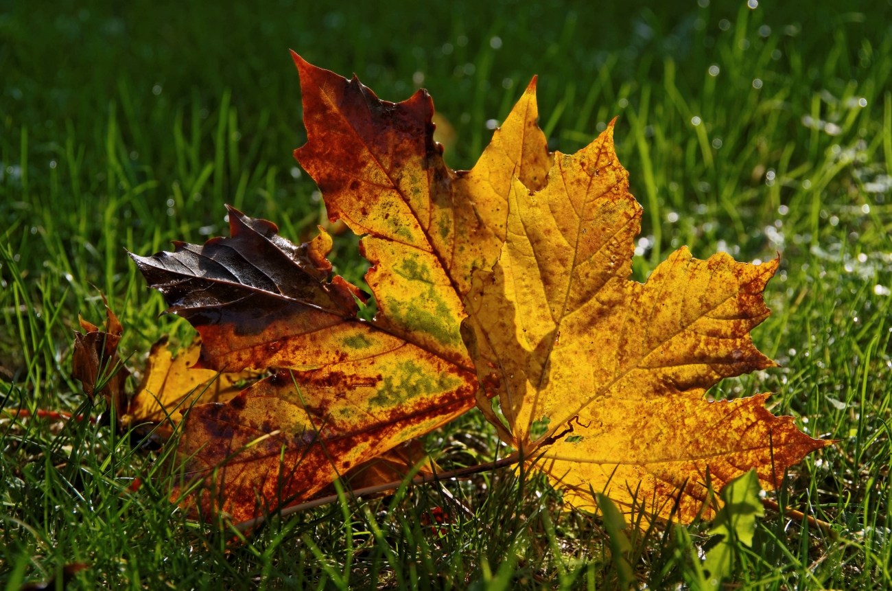feuille d'automne, feuille d'érable, contre jour sur feuille d'automne