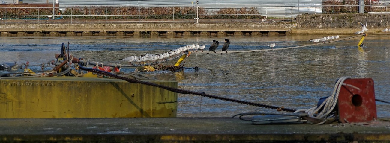 barrage Coudray Montceau, cable avec oiseaux