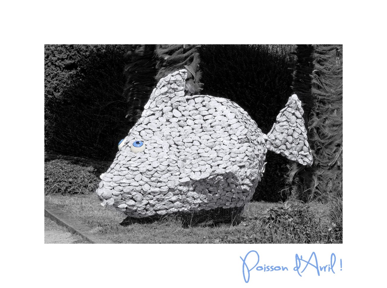 poisson en coquille d'huites à Landevennec