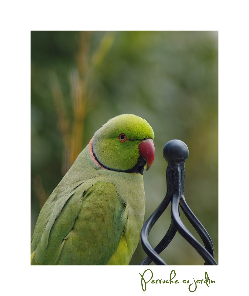 Perruche verte
