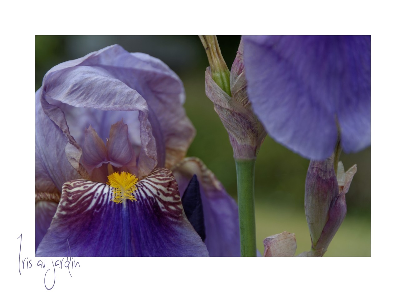 iris, fleur, iris violet, IMGP3105DxO impression