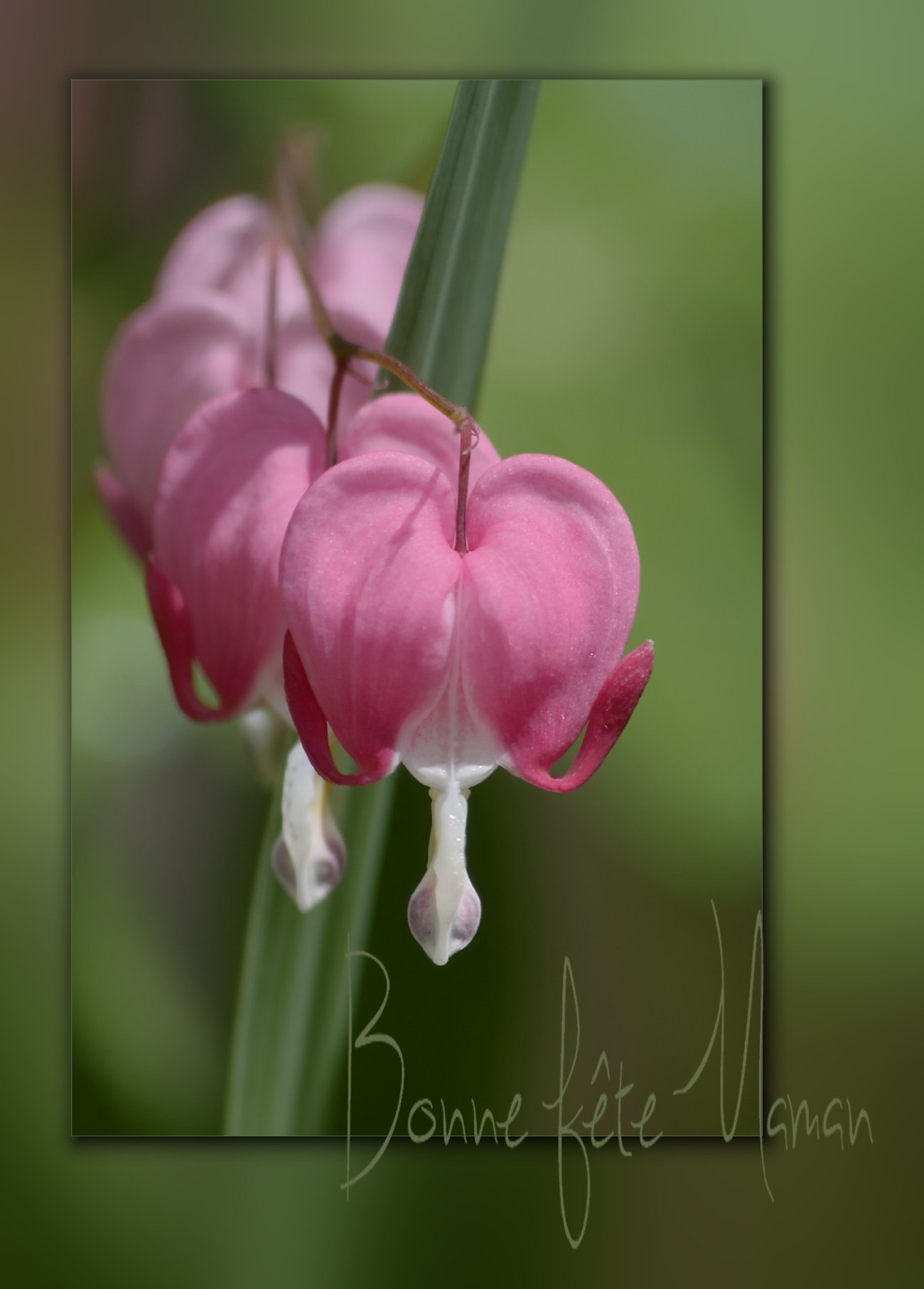 fleur, coeur de Marie, au jardin, faune et flore, rose