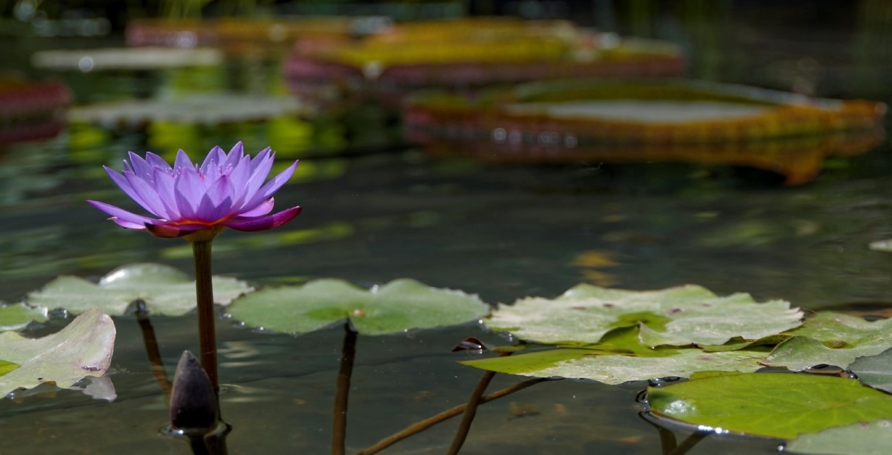 nymphéas, bassin aux nénuphars, expo l'Art du Jardin, Grand Palais, Paris, Latour-Marliac, nénuphar IMGP3660DxO impression