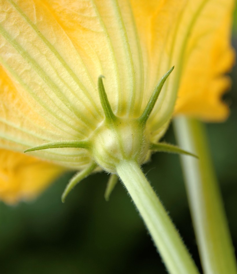 IMGP3780DxO impression