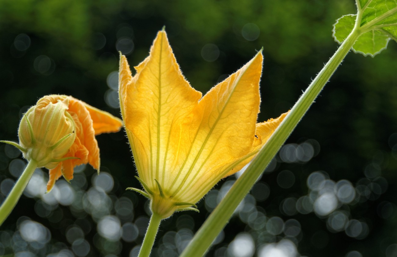 IMGP3795DxO impression