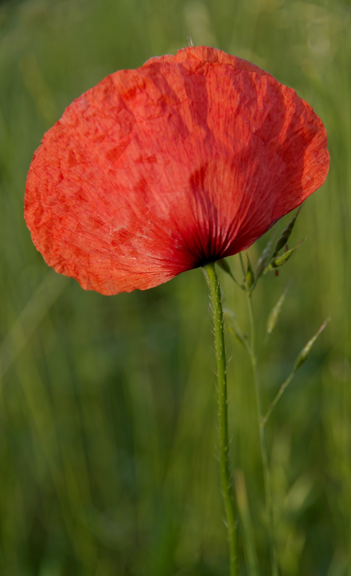 IMGP3943DxO impression